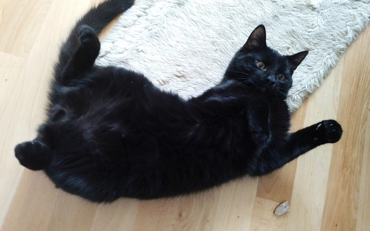 Zbiórka Na leczenie Kocura Charliego - zdjęcie główne