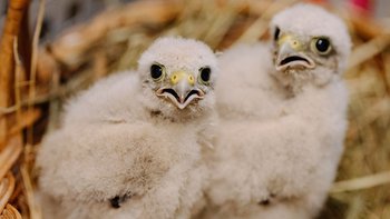 Zbiórka Ratujemy dzikie maluchy wiosną! - miniaturka zdjęcia