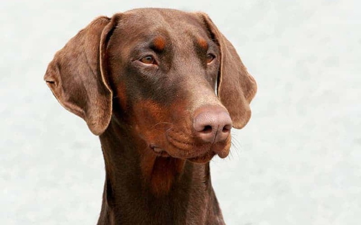 Zbiórka Zbieram na psa dobermana brązowe - zdjęcie główne