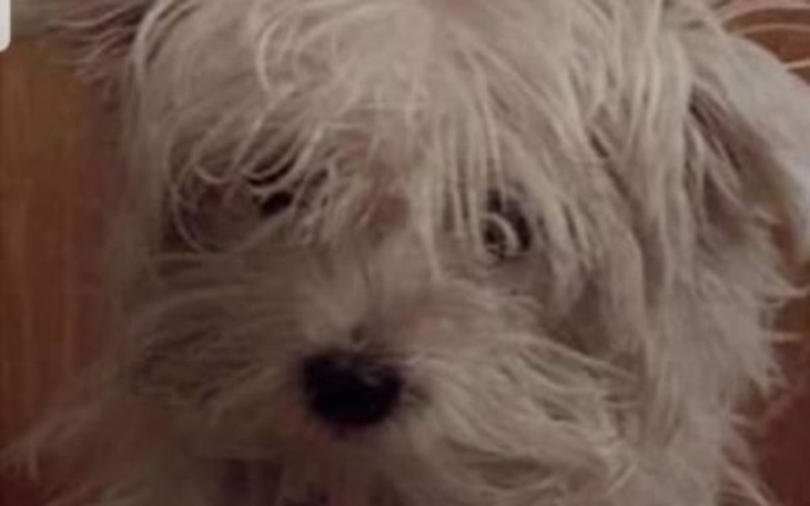 Zbiórka ŻYĆ albo NIE ŻYĆ- Walka Maltanka - zdjęcie główne