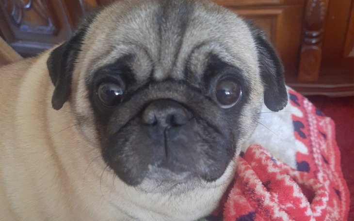 Zbiórka Pomóż Emmie żyć zagrożenie życia - zdjęcie główne