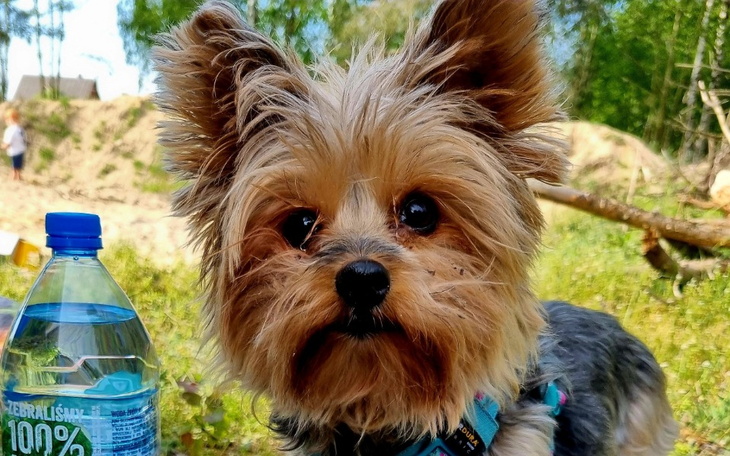 Mały piesek na tle natury, z butelką wody obok.