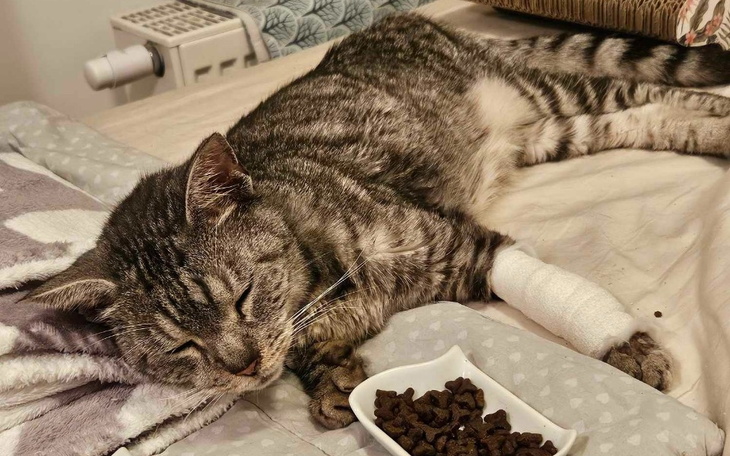 Zbiórka Na ratunek Dansingowi - zdjęcie główne