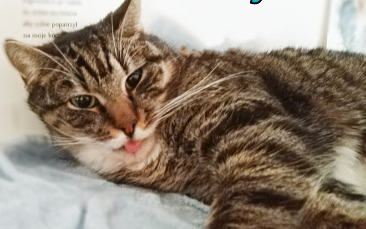 Zbiórka Na ząbki Rysia i Maciusia TOZElb - zdjęcie główne