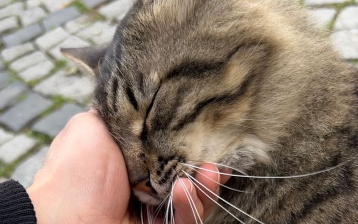 Zbiórka Uratuj bezdomne koty - zdjęcie główne