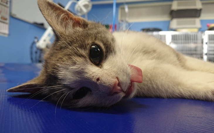 Zbiórka Dziki kocurek - zdjęcie główne