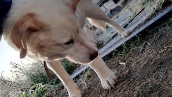 Zbiórka Karma dla Lori ❤ - miniaturka zdjęcia