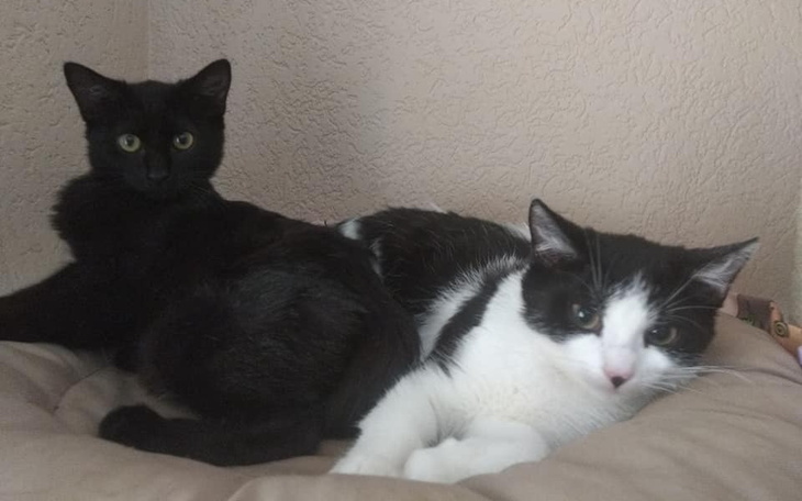 Zbiórka Na fakturę za kastarcję - zdjęcie główne