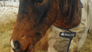 Zbiórka Ster ma tylko 2 dni - miniaturka zdjęcia