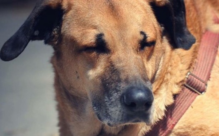 Zbiórka Zrzutka na pieski z Ćwiklic - zdjęcie główne