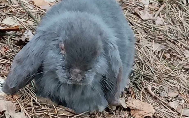 Zbiórka Pomoc porzuconym królikom - zdjęcie główne