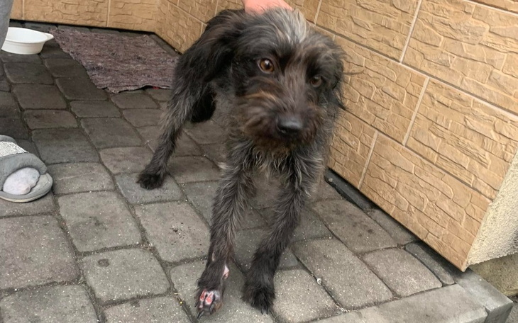 Zbiórka Na weta dla znajdki z rynku - zdjęcie główne