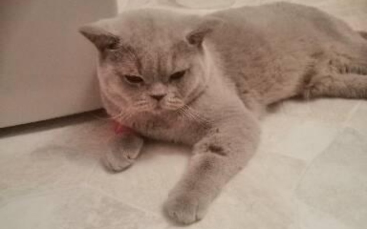 Zbiórka Chucky - walczy ze śmiercią - zdjęcie główne