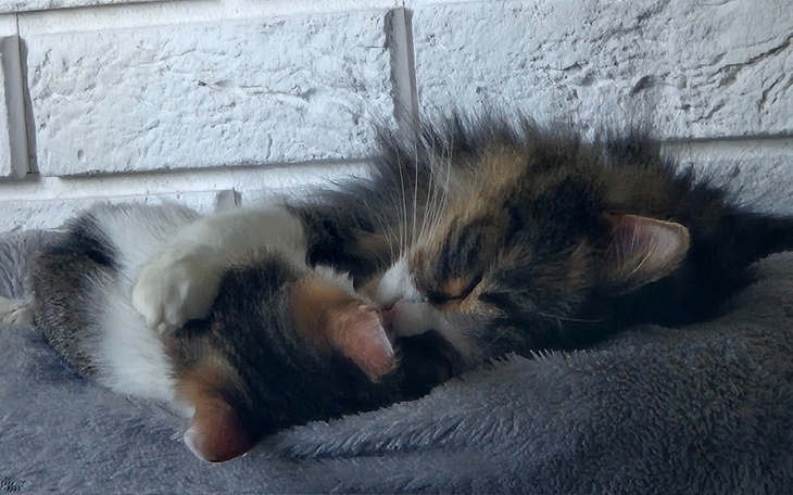 Dwa koty przytulające się na miękkim kocu.