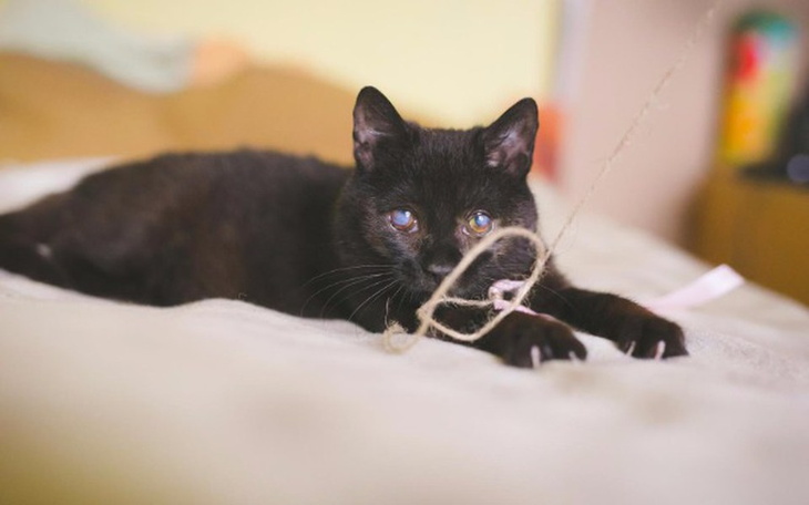 Czarny kot bawiący się sznurkiem na łóżku.