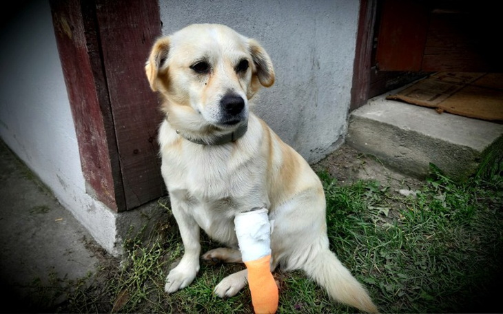 Zbiórka Operacja łapki Koksika!! - zdjęcie główne