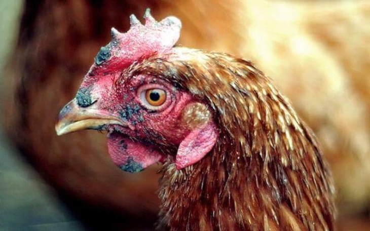 Zbiórka Kurnik dla ocalonych kurek - zdjęcie główne