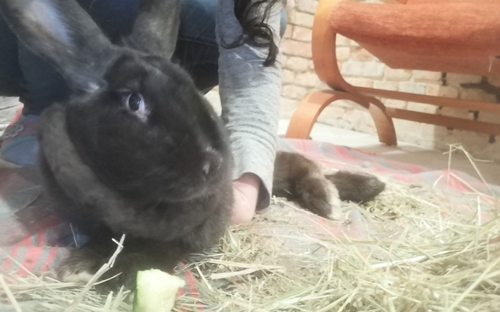 Zbiórka Życie królika mniej cenne - zdjęcie główne