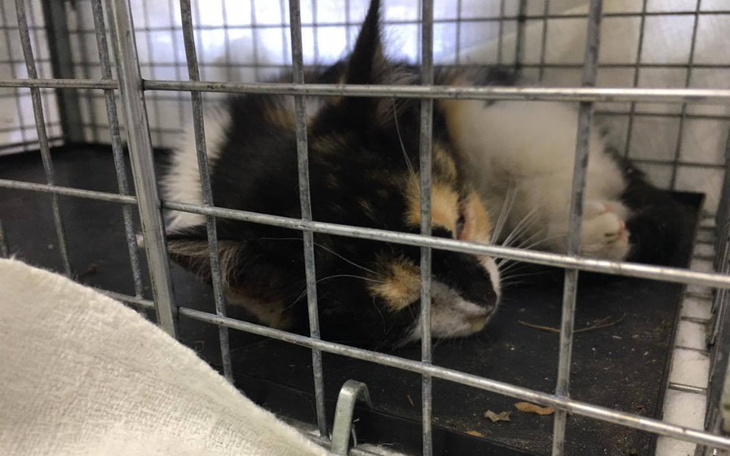 Zbiórka Ratujemy dzikusy - klatki-łapki - zdjęcie główne