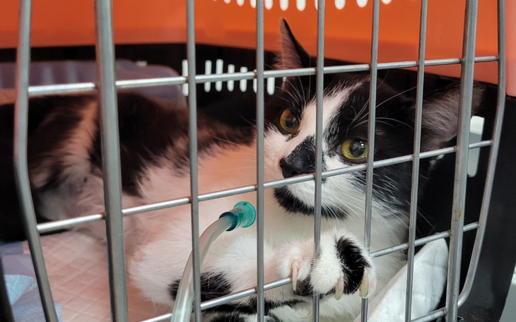 Zbiórka Ratujmy Gryzeldę - zdjęcie główne