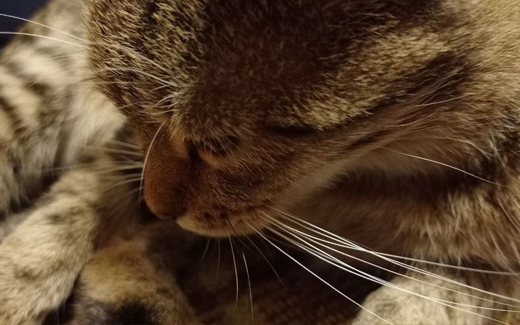 Zbliżenie na kota, widoczne wąsy i futro.