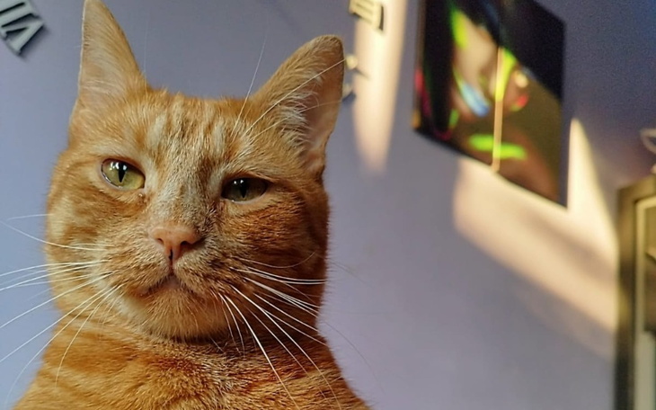 Zbiórka Pomoc dla Simby walecznego lwa - zdjęcie główne