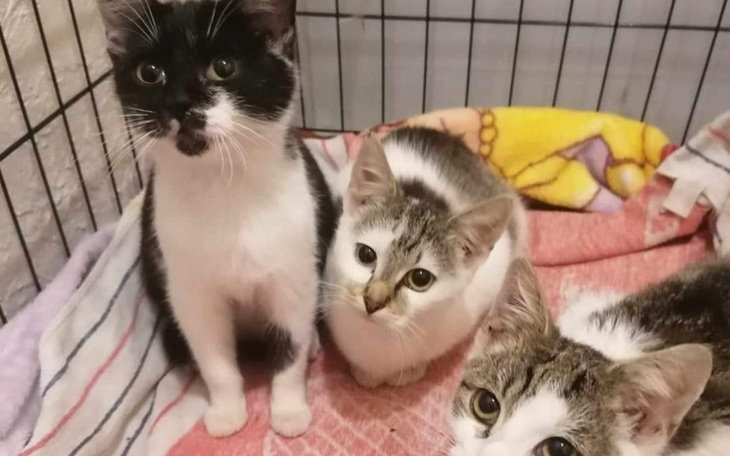 Zbiórka Na opłaty leczenia, karmę,żwirek - zdjęcie główne