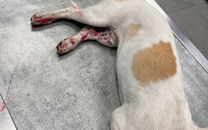 Zbiórka Potrącony psiak - zdjęcie główne