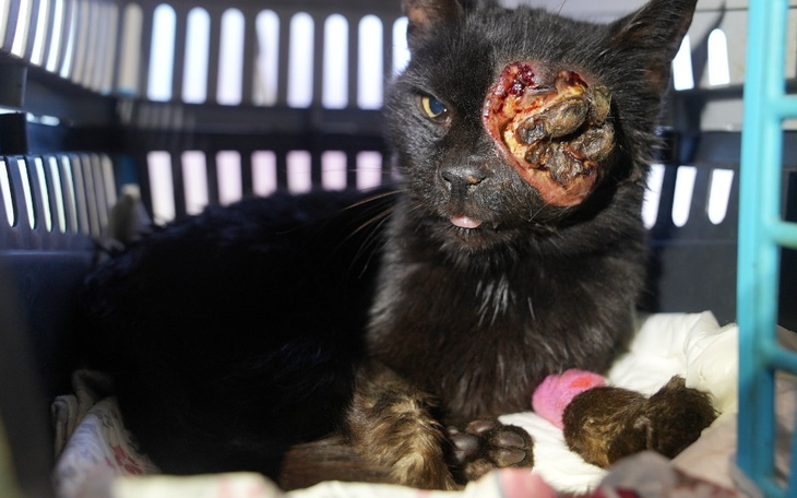 Czarny kot z raną na twarzy, leżący w koszyku.