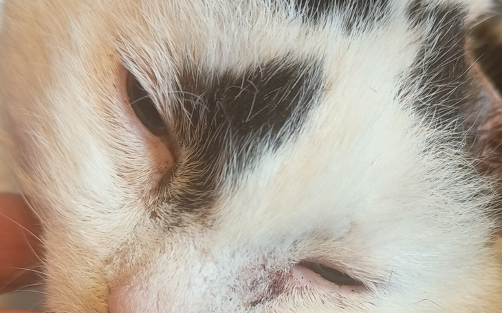 Zbiórka Koty z horroru z Lubszy - zdjęcie główne