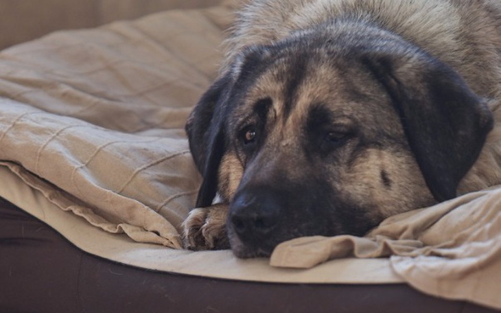 Zbiórka Potrzebne nowe schronienie - zdjęcie główne