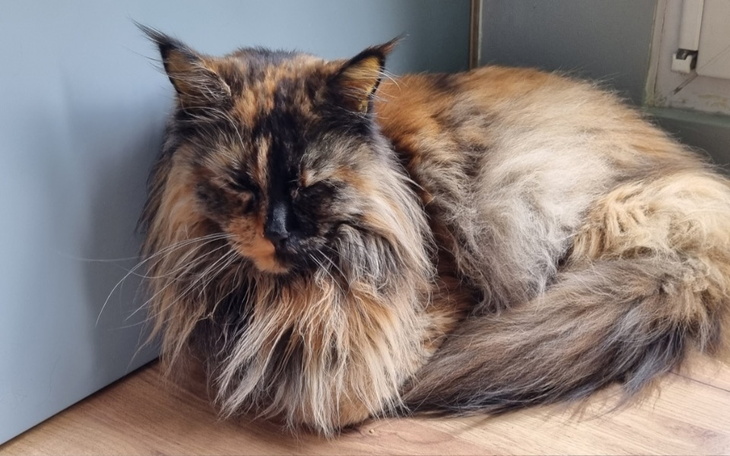 Kot o długim futrze, leżący na podłodze.