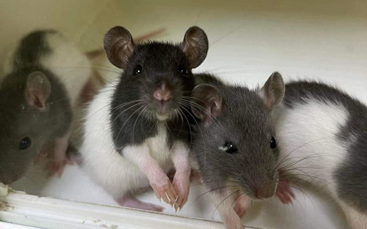 Zbiórka Malutkie szczurki - zdjęcie główne