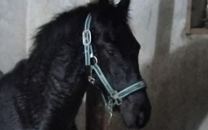 Czarny koń w stajni, z uprzężą na głowie.