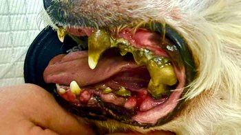 Zbiórka Kevin ze schroniska - Pomóż - miniaturka zdjęcia