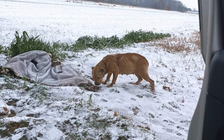 Zbiórka Hana - psi szkielet z łancucha - zdjęcie główne