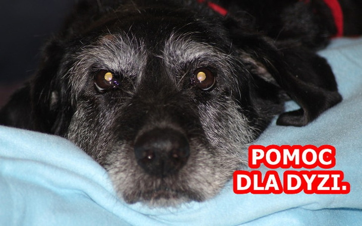 Zbiórka Pomoc dla staruszki Dyzi. - zdjęcie główne