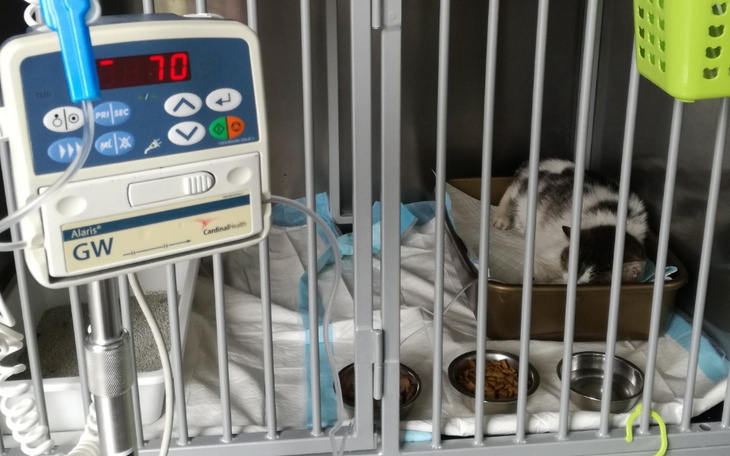 Zbiórka Myszka... - zdjęcie główne