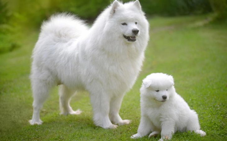 Zbiórka Na samoyeda dla dzieci - zdjęcie główne