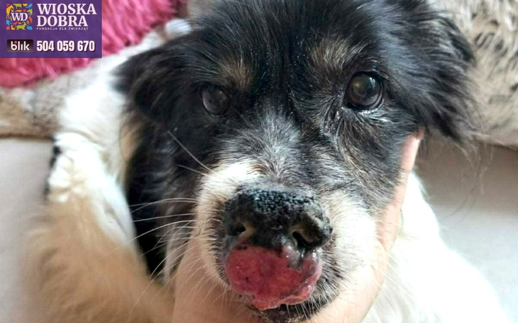 Pies z wyraźnymi oznakami starości, z ciekawym wyrazem twarzy.