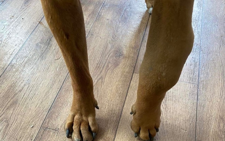 Zbiórka Nowotwór łapy - zdjęcie główne