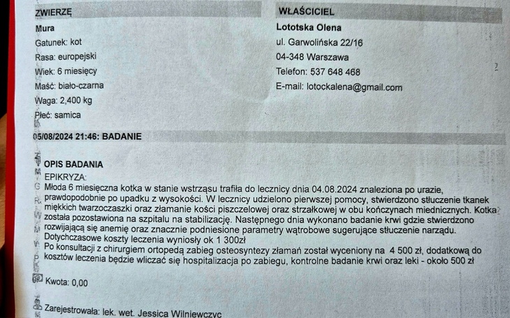 Zbiórka Operacji dla koteczki - zdjęcie główne