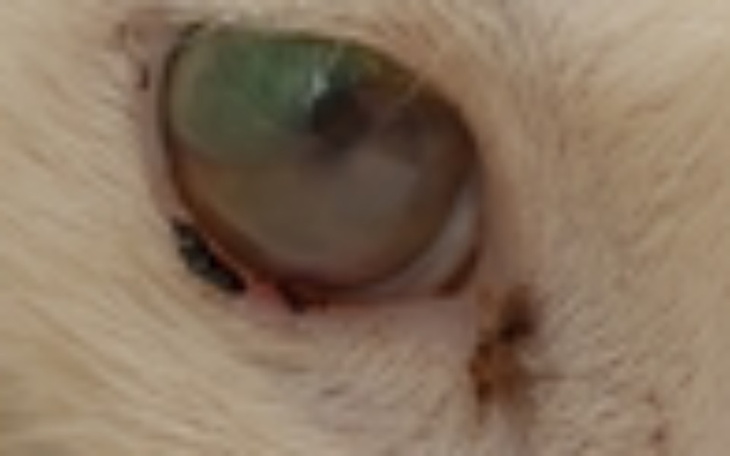 Zbiórka pomoc dla chorego kota - zdjęcie główne