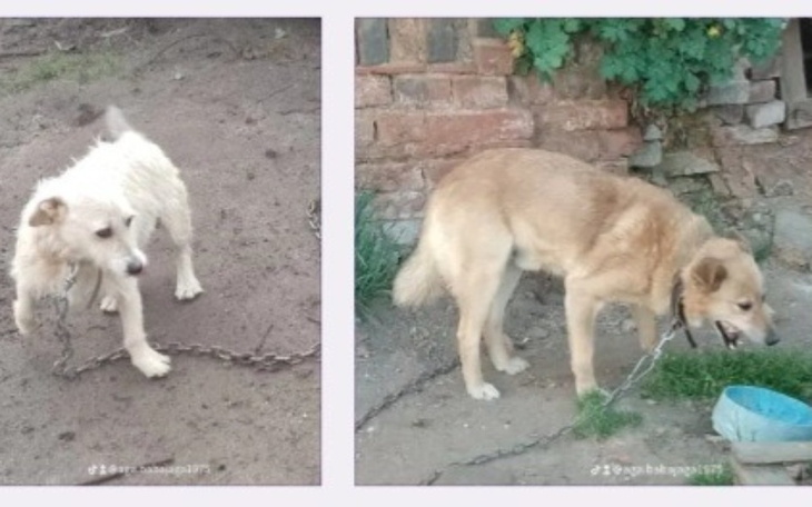 Zbiórka Zbiórka na hotelik dla psiaków. - zdjęcie główne