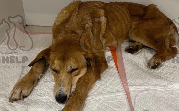 Zbiórka Uratowanie życia pieska Matyldy - zdjęcie główne