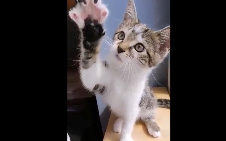 Zbiórka malutka Nala walczy o zycie - zdjęcie główne