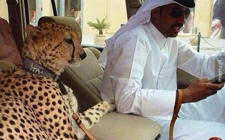 Zbiórka Na karme dla "Tygrysa" :D - zdjęcie główne