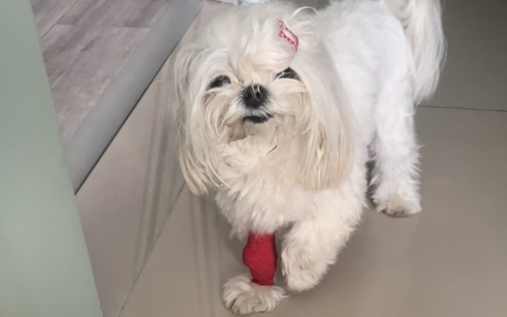 Zbiórka Pomoc dla Kati na cito. - zdjęcie główne