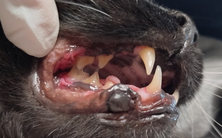 Zbiórka Dramat w pyszczku. Pomocy - zdjęcie główne