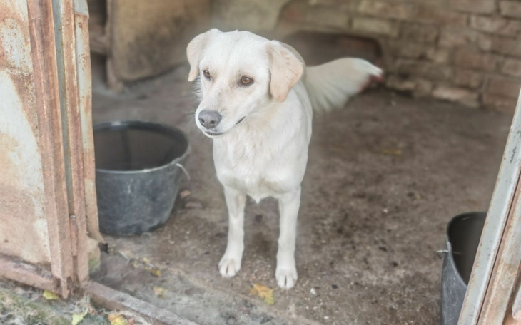 Biały piesek stoi w drzwiach, wygląda na przyjaznego.